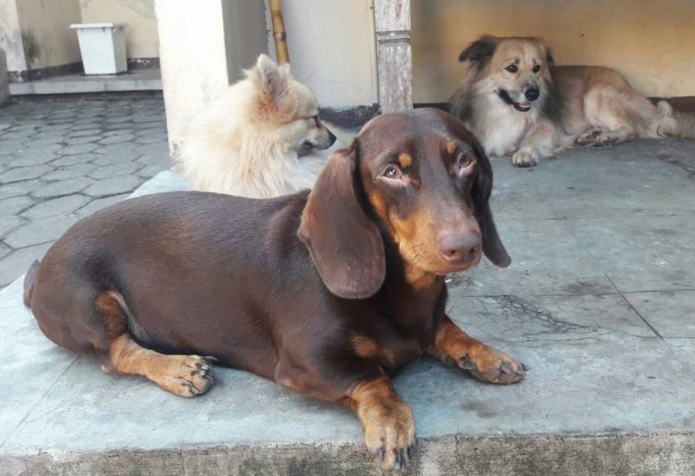 Digitasi Anjing Anda Menjadi Game Komputer